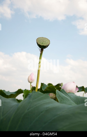 Graines de Lotus Banque D'Images