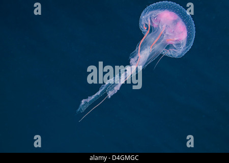 Des milliers de ces méduses, Pelagia noctiluca luminescents, rempli la colonne d'eau dans les Philippines. Banque D'Images