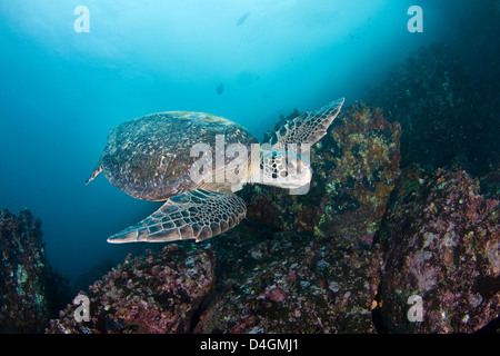 Tortue verte, Chelonia mydas, une espèce en voie de disparition. Îles Galapagos, Equateur. Banque D'Images