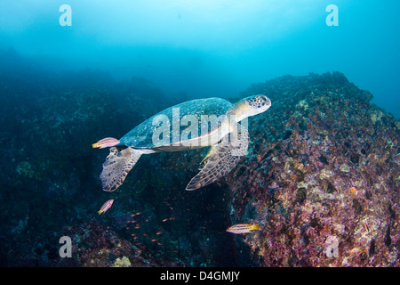 Une espèce en voie de disparition, cette tortue verte, Chelonia mydas, est en cours de nettoyage par les cochons mexicains, Galapagos, Equateur. Banque D'Images