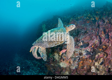 Une espèce en voie de disparition, cette tortue verte, Chelonia mydas, est en cours de nettoyage par les cochons mexicains, Galapagos, Equateur. Banque D'Images