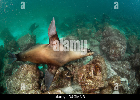 Un lion de mer des Galapagos, Zalophus californianus wollebacki, Fonds sous-marins au large de l'île de Santa Cruz, archipel des Galapagos (Équateur). Banque D'Images