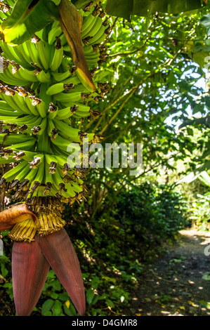 Plantain vert fruits poussant sur un arbre. Banque D'Images