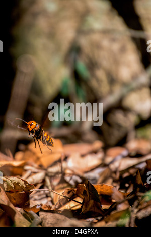 Le géant japonais Hornet en vol Banque D'Images