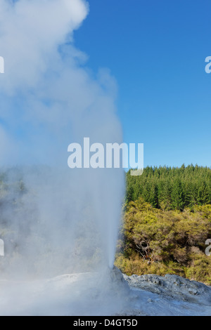 Le Lady Knox Geyser, Waiotapu zone thermale, Rotorua, île du Nord, Nouvelle-Zélande Banque D'Images