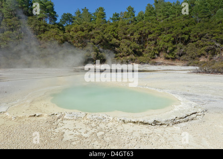 Bassin ostréicole, Waiotapu zone thermale, Rotorua, île du Nord, Nouvelle-Zélande Banque D'Images