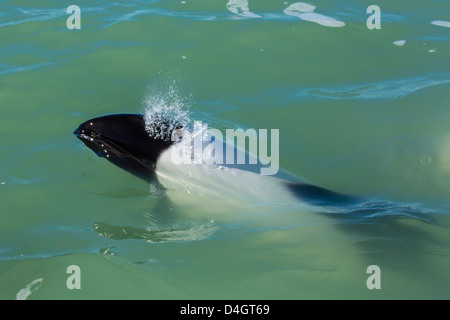 Les dauphins de Commerson adultes, Rio Deseado, Puerto Deseado, Santa Cruz, en Patagonie, Argentine, Amérique du Sud Banque D'Images