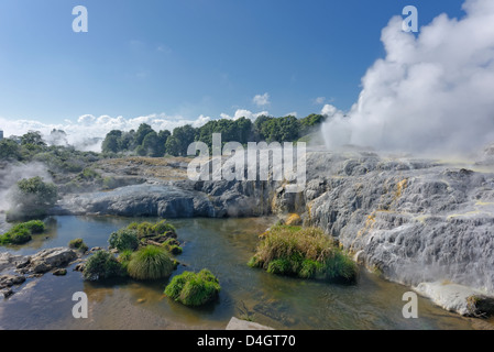 Pohutu Geyser, Rotorua, île du Nord, Nouvelle-Zélande Banque D'Images