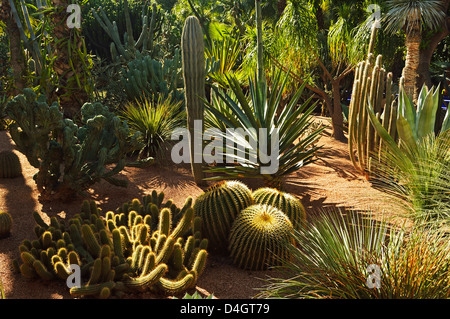 Les jardins Majorelle, Marrakech, Maroc, Afrique du Nord Banque D'Images