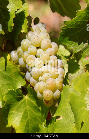 Un tas de raisins blancs sur un pied de vigne dans un vignoble avant la récolte Banque D'Images