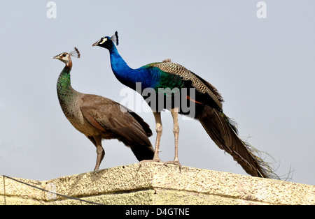 Un paon avec peahen (femelle) ou Indien (paons Pavo cristatus) à terrace à Mathura, Inde. Banque D'Images