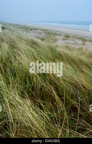 Curracloe beach, comté de Wexford, Leinster, République d'Irlande (Eire) Banque D'Images