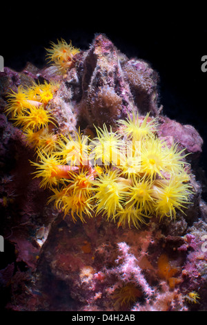 Jaune (Tubastrea faulkneri) polypes de corail, le sud de la Thaïlande, de l'Océan Indien, la mer d'Andaman Banque D'Images