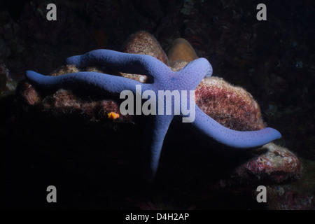 Blue Sea Star (Linckia laevigata), le sud de la Thaïlande, de l'Océan Indien, la mer d'Andaman Banque D'Images