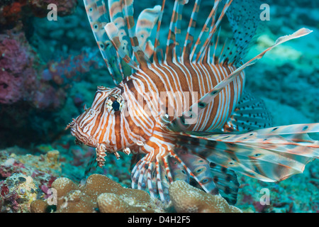 Scorpionfish (poisson-papillon commun) (Pterois miles), le sud de la Thaïlande, de l'Océan Indien, la mer d'Andaman Banque D'Images