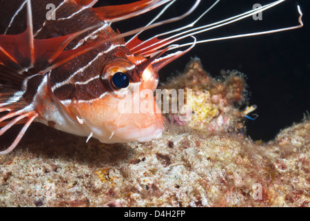 Scorpionfish (blanc), poisson lion bordée d'(Pterois radiata), le sud de la Thaïlande, de l'Océan Indien, la mer d'Andaman Banque D'Images