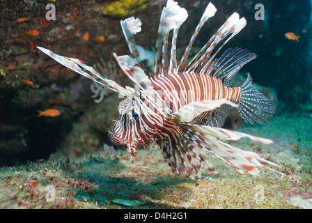 Scorpionfish (poisson-papillon commun) (Pterois miles), le sud de la Thaïlande, de l'Océan Indien, la mer d'Andaman Banque D'Images