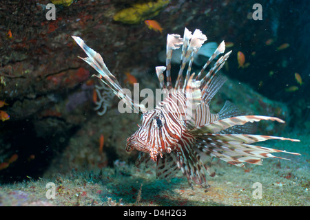Scorpionfish (poisson-papillon commun) (Pterois miles), le sud de la Thaïlande, de l'Océan Indien, la mer d'Andaman Banque D'Images