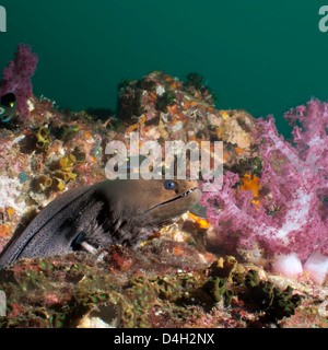 Murène géante (Gymnothorax javanicus), SouthernThailand, la mer d'Andaman, l'Océan Indien, en Asie du sud-est Banque D'Images