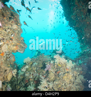 Plongée sous-marine, le sud de la Thaïlande, la mer d'Andaman, l'Océan Indien, en Asie du sud-est Banque D'Images