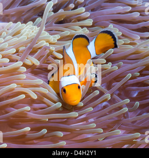 Poisson clown clown de l'ouest et le Sud de la Thaïlande, de l'anémone de mer, la mer d'Andaman, l'Océan Indien, en Asie du sud-est Banque D'Images