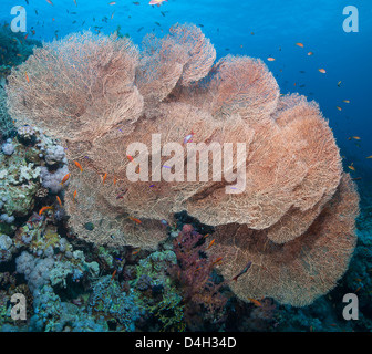 Close-up de la mer de corail du ventilateur géant, parc national Ras Mohammed, au large de Sharm el Sheikh, Sinaï, Mer Rouge, Egypte, Afrique du Nord Banque D'Images