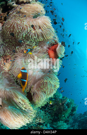 Colonie de agnifique anemone, parc national Ras Mohammed, au large de Sharm el Sheikh, Sinaï, Égypte, Mer Rouge, Egypte, Afrique du Nord Banque D'Images