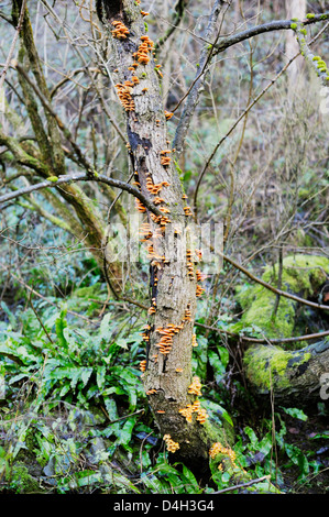 Hypholoma sublateritium chapeau toadstools brique sur un orme mort, le Pays de Galles. Banque D'Images