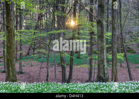 Anémone des bois Anemone nemorosa, in sunlit, forêt de hêtres, Rådasjön Naturreservat, Suède, Europe Banque D'Images