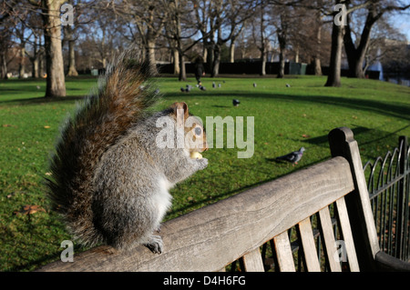 L'écureuil gris de l'article sur l'établi de manger certains apple donné par le tourisme, le parc de St James, London, England, UK Banque D'Images