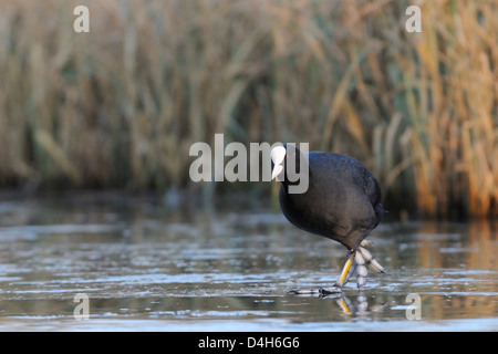 Foulque macroule (Fulica atra) marcher sur un lac gelé en fin d'après-midi soleil, Wiltshire, England, UK Banque D'Images