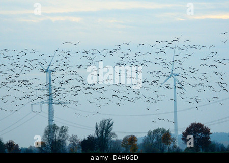 Grues Cendrées et d'oies (Anser rose) brachyrhyncus mouche près des pylônes électriques et les éoliennes, Allemagne Banque D'Images