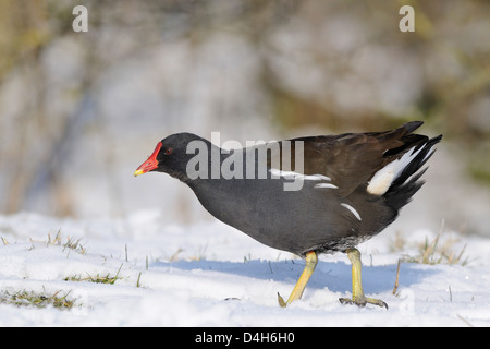 Gallinule poule-d'eau (Gallinula chloropus) qui se nourrissent de pâturages couverts de neige en bordure d'un lac, Wiltshire, England, UK Banque D'Images