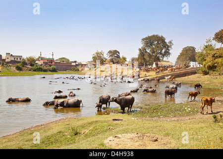 Gujarat village de paysage rural de l'Inde de bovins en provenance de l'eau et se baigner, se rafraîchir de la cuisson chaud soleil Banque D'Images