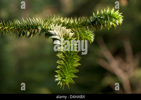 Monkey Puzzle (Araucaria araucana) branche d'arbre, semi close up, selective focus, bien allumé Banque D'Images