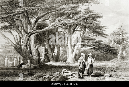 Gravure des cèdres de Salomon bois coupé (1836) le bois des cèdres du Liban a été utilisé dans la construction du Temple de Salomon Banque D'Images