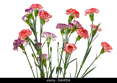 Oeillet rouge et violet fleurs isolé sur fond blanc Banque D'Images