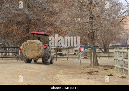 Tracteur agricole, agriculture, paysage, Bushman's Neck, KwaZulu-Natal, Afrique du Sud, transport de fourrage sec sur route agricole, hiver, Banque D'Images