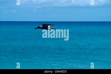 Nevis St Kitts Pinneys Beach Pélican en vol au-dessus de la mer Banque D'Images