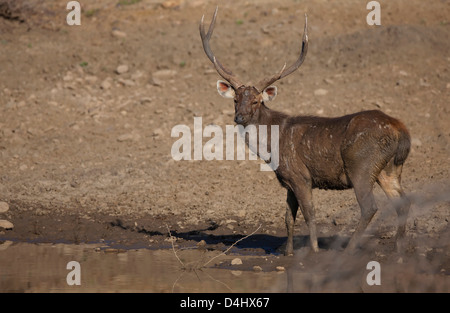 Cerfs Sambar sauvages Banque D'Images