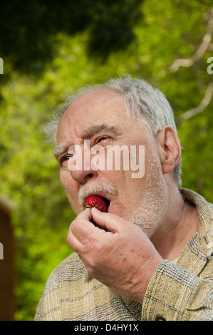 Close-up portrait of senior man une dégustation des fraises fraîches Banque D'Images