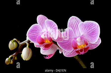 Phalaenopsis, orchidée papillon fleurs et bourgeons sur noir Banque D'Images