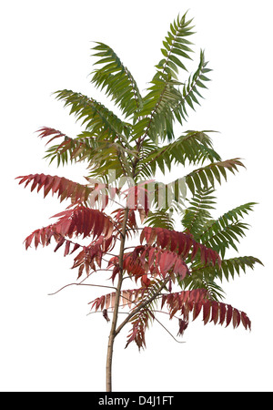 Vinaigrier avec peu d'arbres verts et feuilles rouges à l'automne, isolated on white Banque D'Images