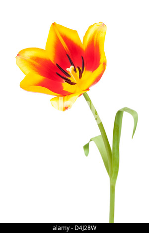 Les tulipes fleurissent même sur fond blanc Banque D'Images