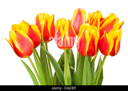 Bouquet de tulipes sur fond blanc Banque D'Images