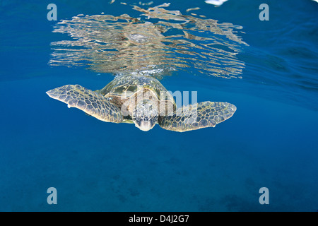 Une tortue verte, Chelonia mydas, revient à la surface entre les deux souffles, une espèce en voie de disparition. Hawaii. Banque D'Images