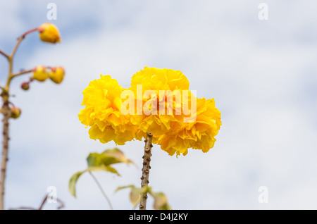 Le coton de soie jaune ou Cochlospermum regium fleur et sky Banque D'Images