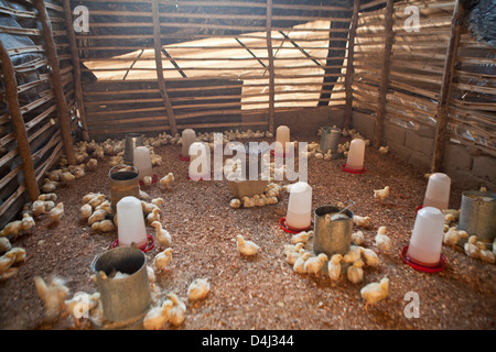 L'alimentation des poulets élevés dans une grange en bois dans le district de Manica, village de Manica, Mozambique. Banque D'Images