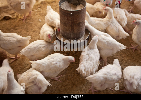 Nourrir les poulets dans une grange en bois dans le district de Manica, village de Manica, Mozambique. Banque D'Images