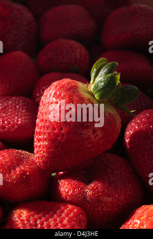 Fraise sur un plateau de fraises Banque D'Images